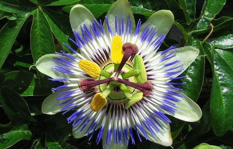 cauliflower flower helps fight parasites