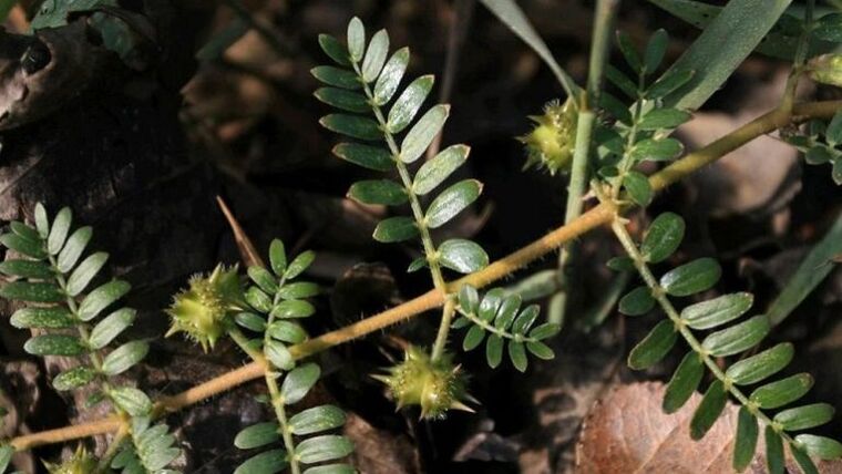 tribulus helps in effective removal of parasites from the body