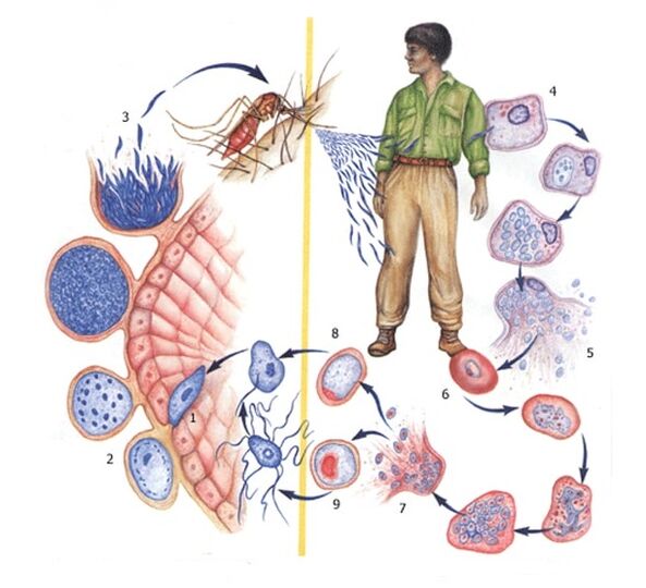 ways of reproducing the simplest parasites