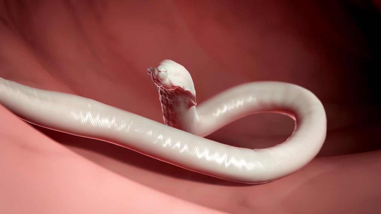 human parasitic worm