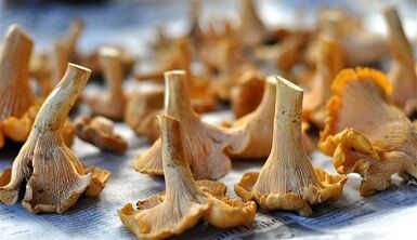 Chanterelles mushrooms to remove parasites from the body