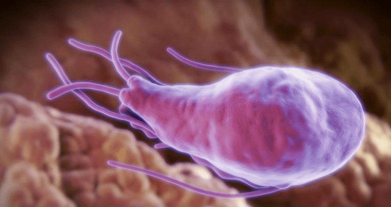 Alveokoku and echinococcus