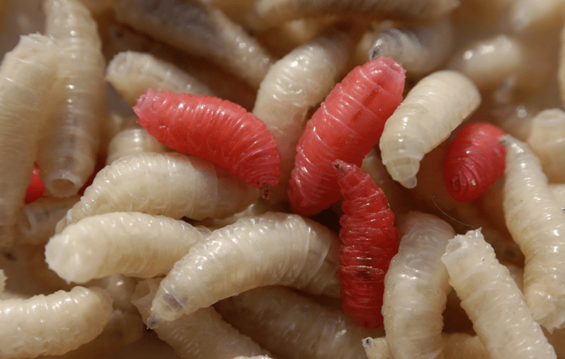 The types of parasites
