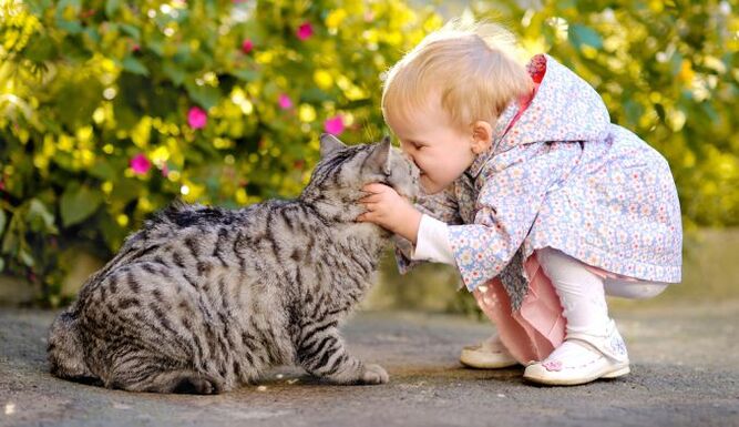 a child kisses a cat and becomes infected with worms